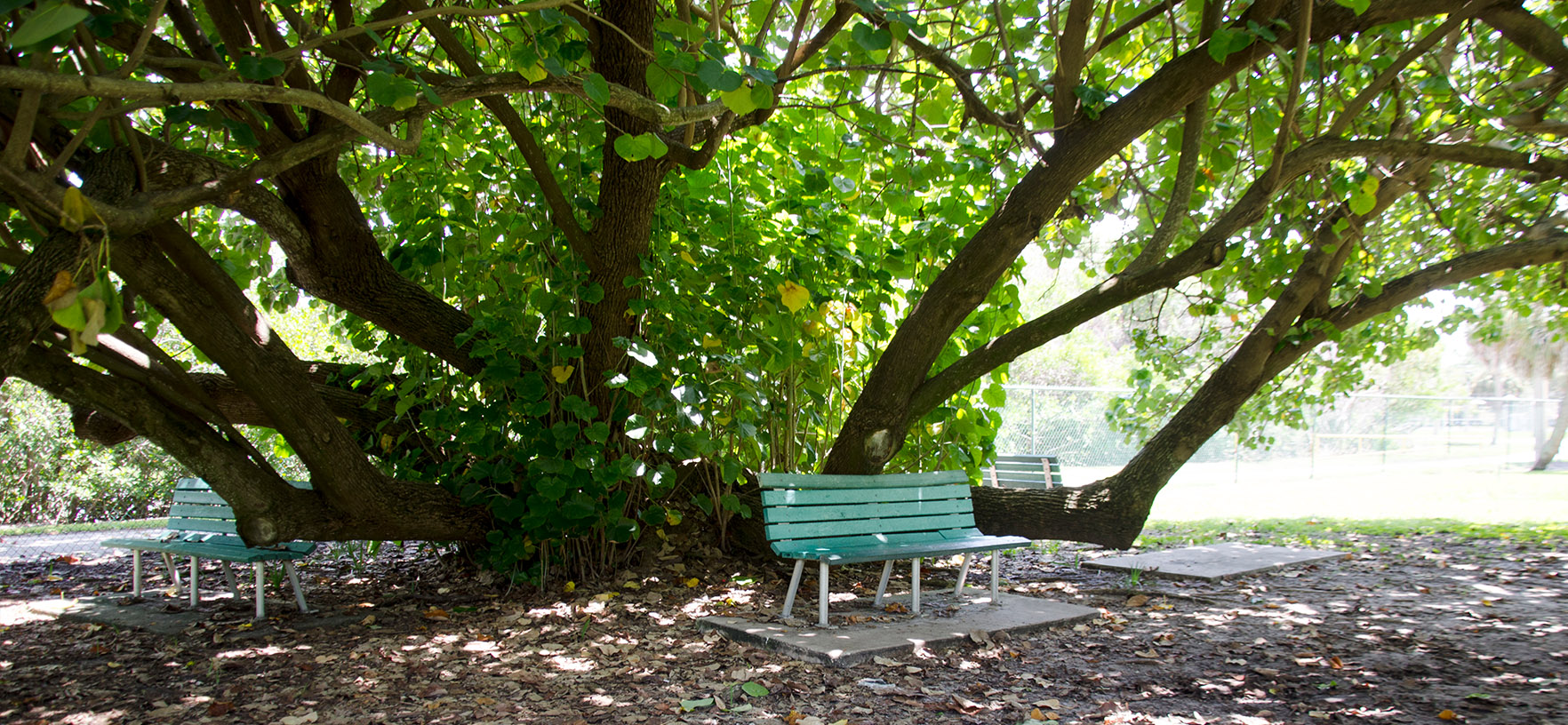 Coquina Key park with a bench under a tree